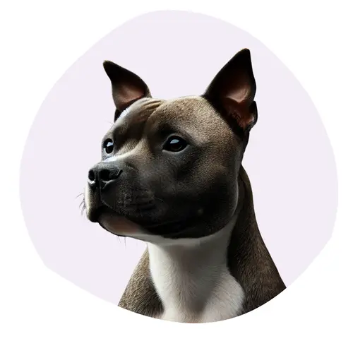 Bull Terrier